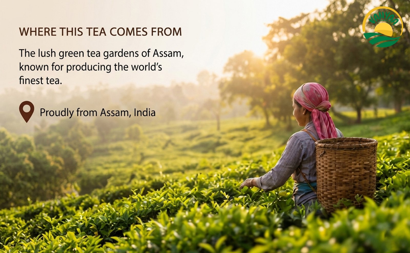Assam tea gardens